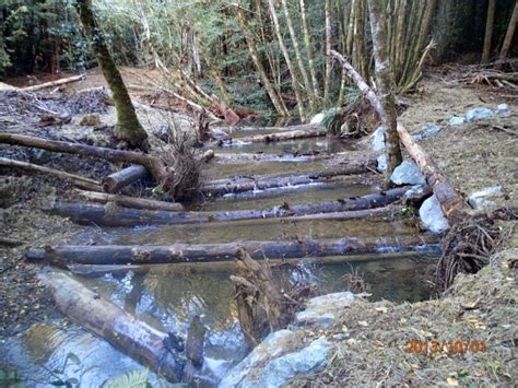 Stream & Salmon Habitat Restoration - Peninsula Environmental Group, Inc.