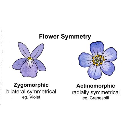 Radial Symmetry In Plants