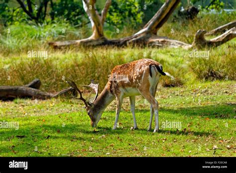 Fallow Deer at Dunham Massey Hall Deer Park, Dunham Park, Altrincham, Cheshire. Greater ...