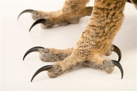 Great Horned Owl Talons