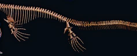 Prognathodon Mosasaur Skeleton - Gaston Design, Inc.