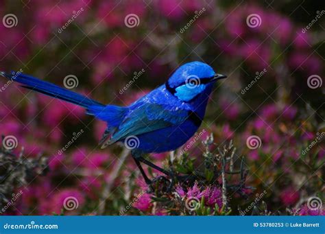 Splendid fairy-wren 2 stock image. Image of wildlife - 53780253