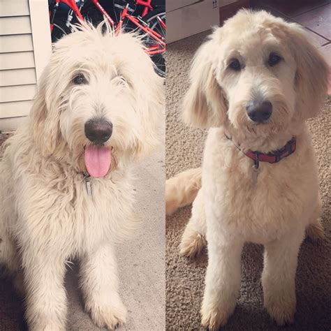 Goldendoodle haircut Labradoodle Grooming, Goldendoodle Haircuts, Dog Haircuts, Goldendoodle ...