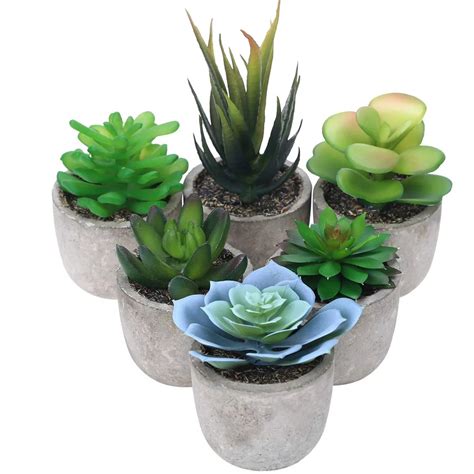 Succulents In Mini Pots