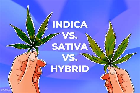 Understanding Indica vs. Sativa vs. Hybrid Cannabis Strains | Veriheal