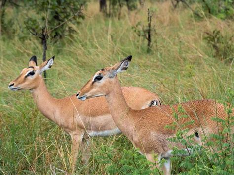 Akagera National Park: Everything you need to know before visiting