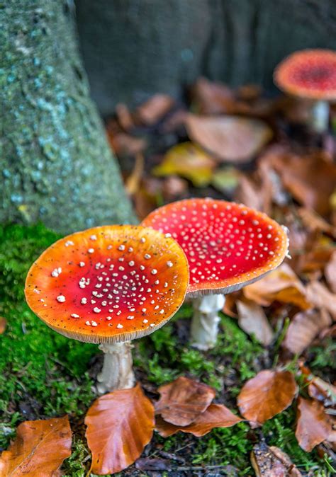 Fly Agaric Mushrooms