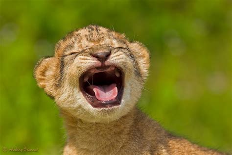 The Cutest Lion Cubs Ever - Best Photography, Art, Landscapes and Animal Photography