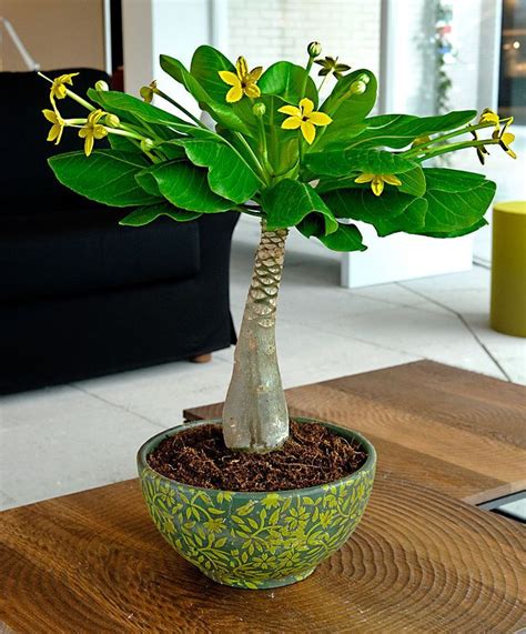 The Hawaiian palm (Brighamia insignis) es a very unusual and decorative ...