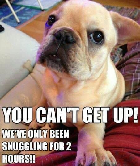 Funniest French Bulldog Memes - K9nerds.com