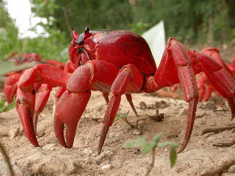 Christmas Island crabs | About crabs | Crabs of Christmas Island | Max Orchard