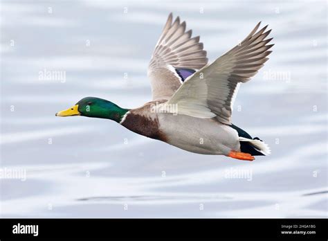 A male Mallard duck (Anas platyrhynchos) in flight Stock Photo - Alamy