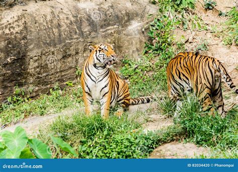 Bengal Tiger in forest stock photo. Image of thailand - 82034420