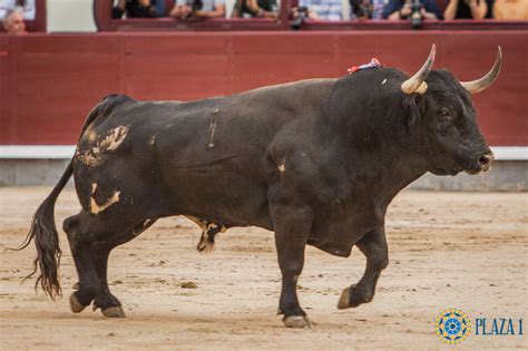 Dominguillos: Top 10 de toros más bravos del 2018 por la Asociación El ...