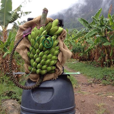 We Love Bananas – Conner Hats