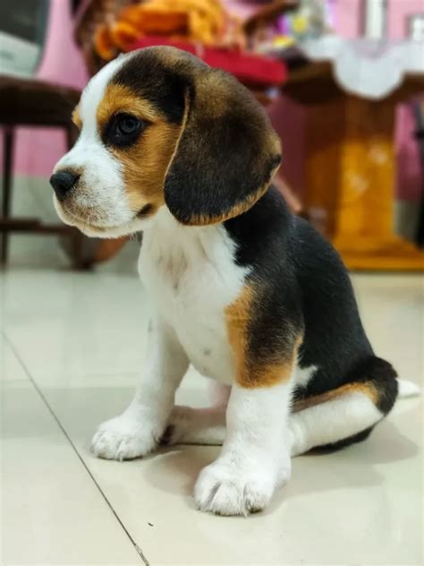 Pocket Dogs | Breed Profile, Prices, 10 Types, Facts, Care