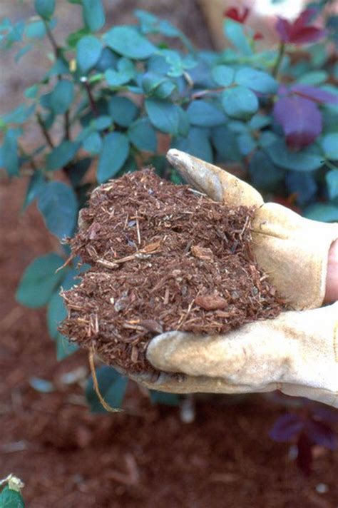 Guide to winter mulches: Protect plant roots from the chill ...