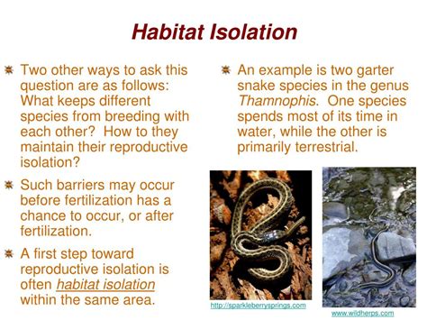 PPT - How do new species originate? PowerPoint Presentation, free download - ID:3753360