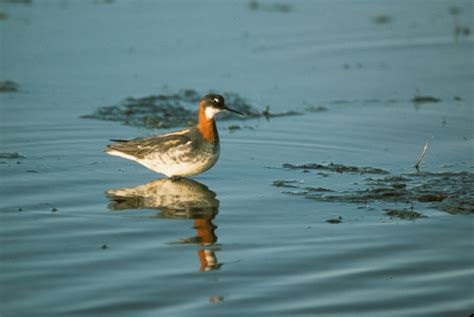 Red-necked Phalarope - Phalaropus lobatus | Wildlife Journal Junior