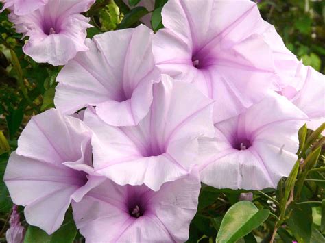 Rare Pink Morning Glory Tree (not vine) Ipomoea carnea - 5 Seeds