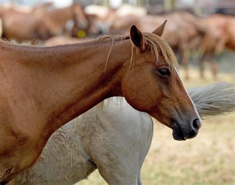 Chincoteague ponies: Online auction proceeds reach all-time high