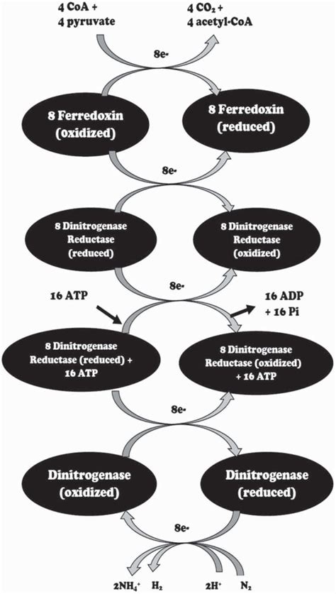 7 Mechanism of nitrogenase. (Source Adapted from Nelson and Cox, 2005 ...