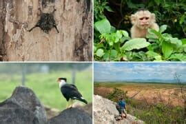 Wildlife of Monteverde Cloud Forest Reserve, Costa Rica