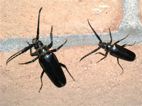 Arizona: Beetles, Bugs, Birds and more: Does the Palo Verde Rootborer really kill Palo Verde Trees?