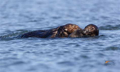 File:Sea otters playing.jpg - Wikimedia Commons