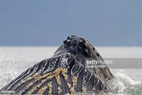 225 Humpback Whale Mouth Stock Photos, High-Res Pictures, and Images - Getty Images