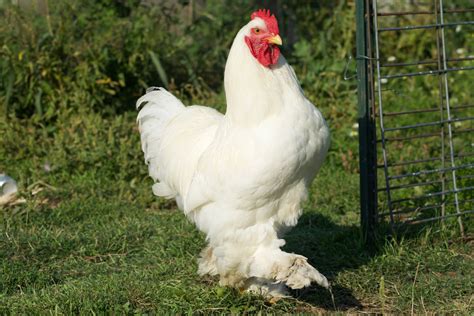 Cochin Chicken Breed Profile - Farmhouse Guide