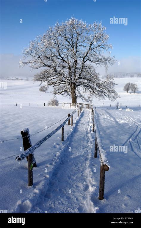 single tree in winter snow Stock Photo - Alamy