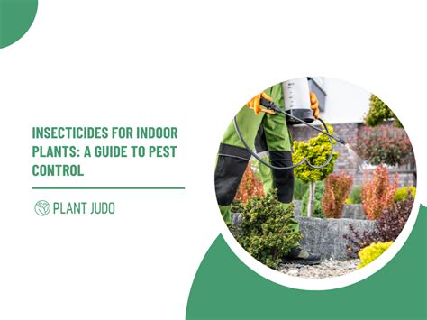 Best Insecticide For Indoor Plants | Save Your Plants