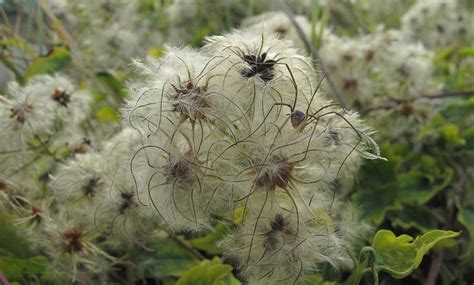 Avignon in Photos: Spider camouflage