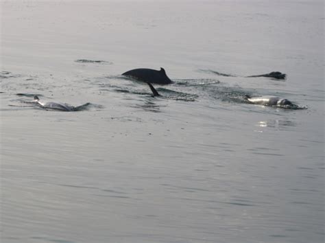 Protection of Cambodia’s coastal Irrawaddy dolphin through research ...