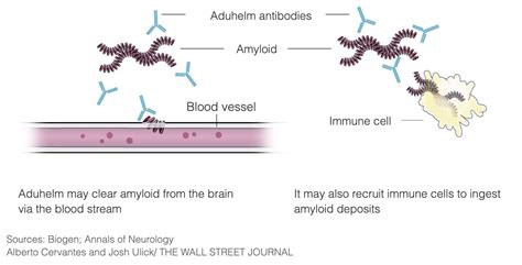 What is Aduhelm (aducanumab) - New Alzheimer's Medicine | Information & FAQ | Everyone.org