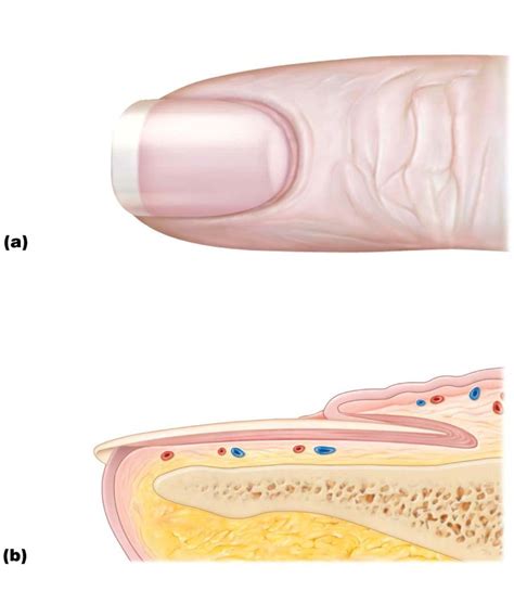 Anatomy & Physiology I Chapter 5 Nail Structure Diagram | Quizlet