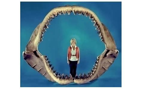 Tiburon Megalodon jaws with teeth | Megalodon shark, Megalodon, Shark jaws
