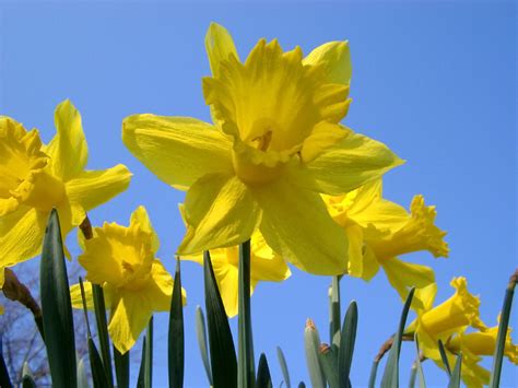 Free Stock photo of Yellow daffodil flowers under a clear blue sky | Photoeverywhere