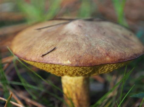 Suillus granulatus: Identification, Edibility & Look Alikes