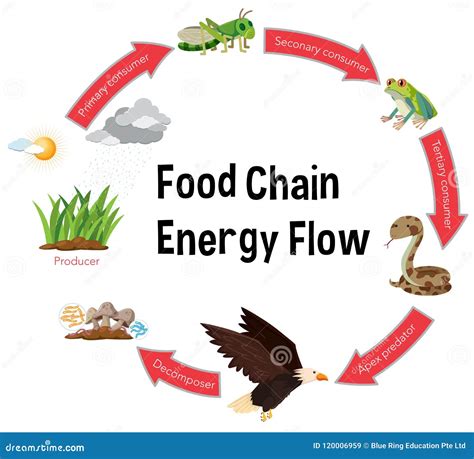 Food Chain Energy Flow Diagram Stock Vector - Illustration of rain ...