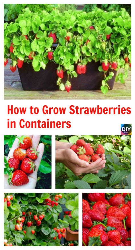 How to Grow Strawberries in Containers - DIY 4 EVER