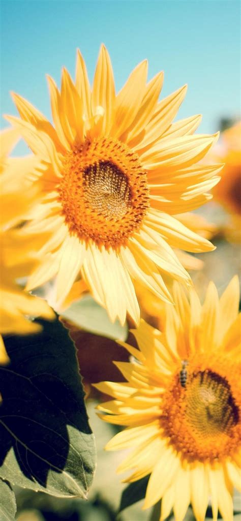 Sunflower Garden Wallpapers - Wallpaper Cave