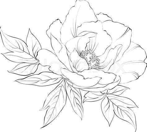 Ink Painting of Peony isolated on white. Vector illustration. | Stock Vector | Colourbox