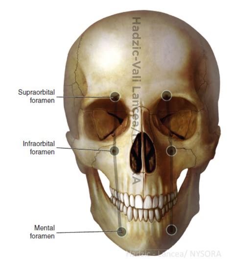 Internal artery infraorbital artery external nasal nerve internal nasal branches of infraorbital ...