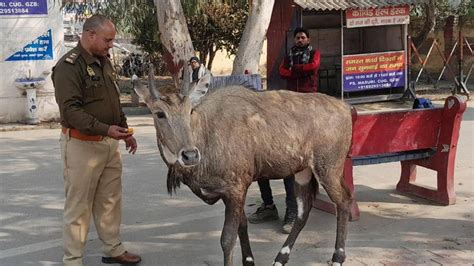 Nilgai who fears no khaki - Hindustan Times