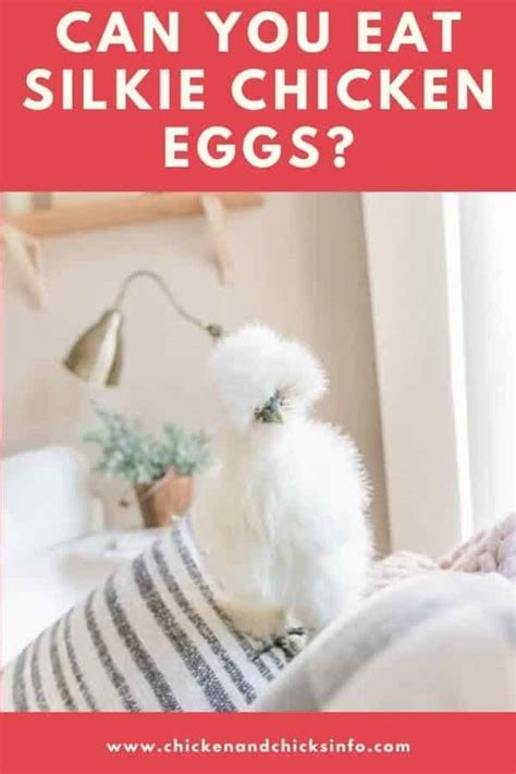 Can You Eat Silkie Chicken Eggs? (Yes!) - Chicken & Chicks Info