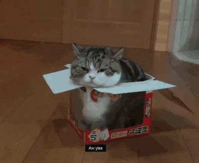 Cat Box GIF - Find & Share on GIPHY