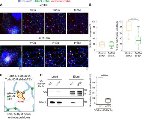 Reticulon-3 Promotes Endosome Maturation at ER Membrane Contact Sites. | Semantic Scholar