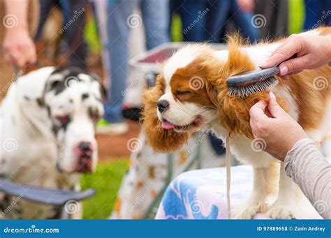 King Charles Cavalier Haircut - what hairstyle is best for me